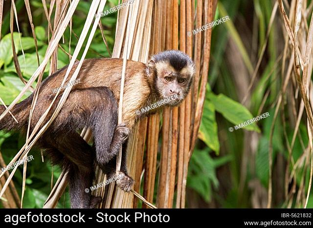 Brown Capuchin (Cebus apella) adult, clinging to dead palm leaves, Devil's Island, Iles du Salut, French Guiana, South America