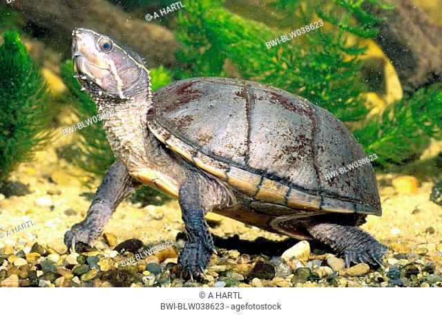 common musk turtle, stinkpot Kinosternon odoratum, Sternotherus odoratus, underwater, Canada