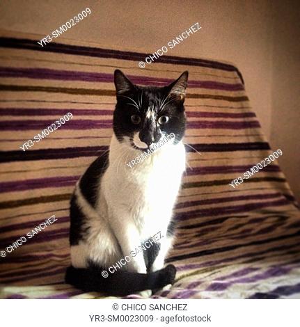 A cat sits in a sofa in Prado del Rey, Sierra de Cadiz, Andalucia, Spain