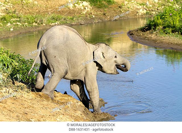 India , State of Assam , Kaziranga National Park , Asian Elephant  Elephas maximus  , Young drinking