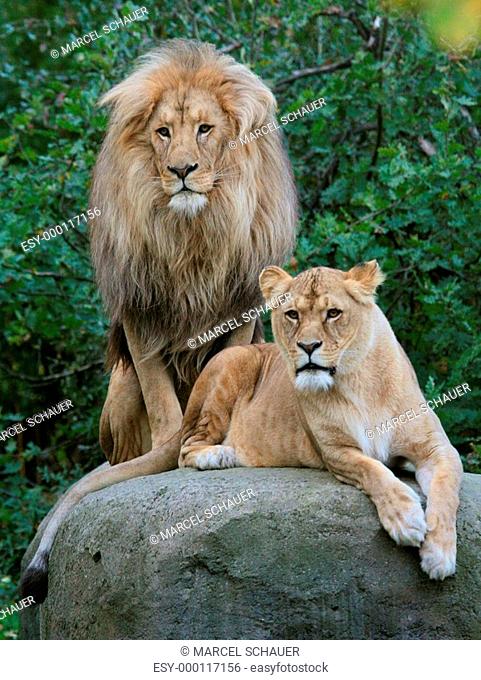 Löwenpaar