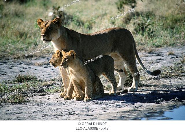 Lioness Panthera leo and Cubs on Bush Plain  Savuti, Chobe National Park, Botswana