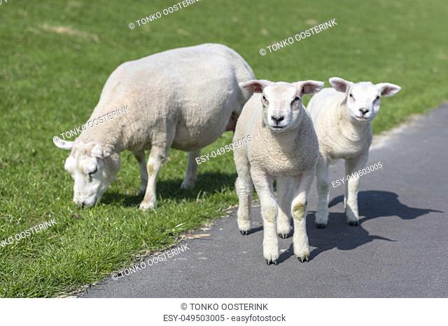 Sheep and two little lambs on an embankment slope of the island Ameland in the North of Netherlands