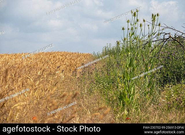 PRODUCTION - 23 June 2023, Rhineland-Palatinate, Heidesheim: A flowering strip (r) can be seen on Tobias Diehl's farmland - planted with a robust clover mixture...