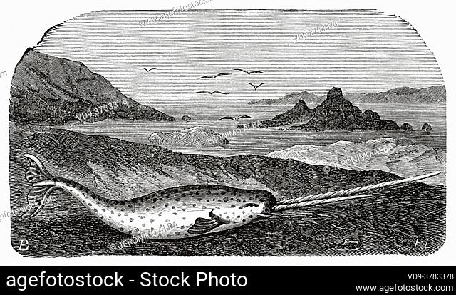 The narwhal (Monodon monoceros) is a species of odontocete cetacean of the Monodontidae family that inhabits the seas of the Arctic and the north of the...