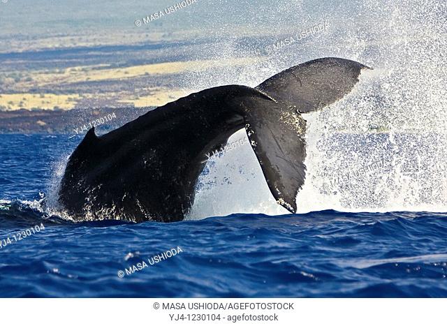 humpback whale, Megaptera novaeangliae, displaying peduncle throw or tail breach, Hawaii, USA, Pacific Ocean