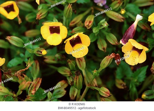 Wishbone Flower Torenia viva 'Sol', blooming