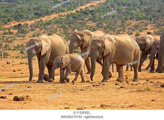 African elephant Loxodonta africana, approaching waterhole, South Africa, Eastern Cape, Addo Elephant National Park