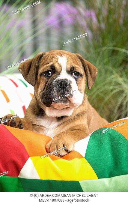 Continental Bulldog puppy on cushion