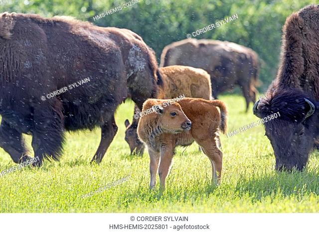 United States, Alaska, Anchorage, Alaska Wildlife Conservation Center, Wood Bison (Bison bison athabascae)