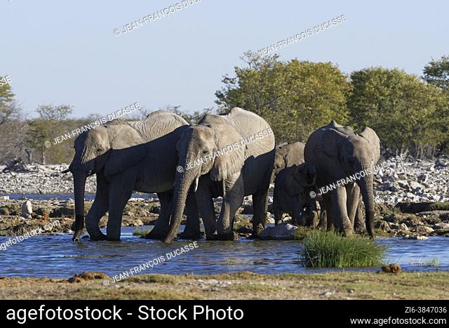 African bush elephants (Loxodonta africana), herd with elephant baby drinking at a waterhole, Etosha National Park, Namibia, Africa