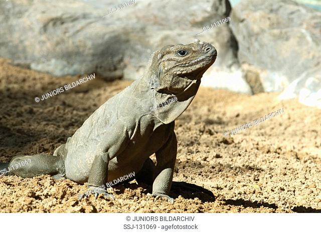 Rhinoceros iguana - Cyclura cornuta