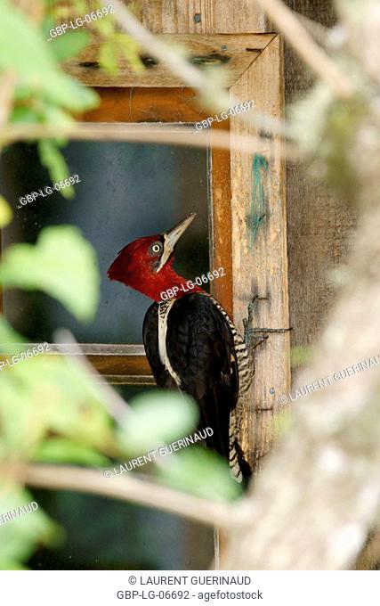 Bird, Prick-wood-king, Ilha do Mel, Encantadas, Paraná, Brazil