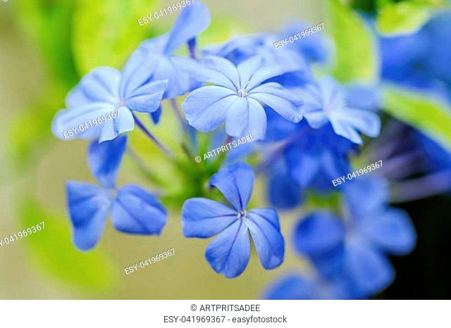 Blue plumbago flowers in in garden (Cape Leadwort or Plumbago auriculata)