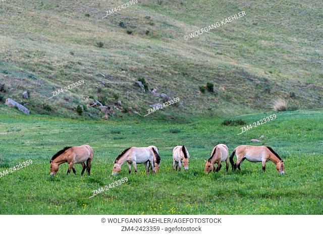 Grazing Przewalski horses (Equus przewalskii) or Takhi, the only still living wild ancestor of the domestic horses, at Hustai National Park, Mongolia