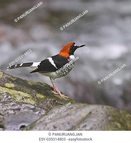 Beautiful male Chestnut-naped Forktail bird (Enicurus schistaceus), standing on the rock