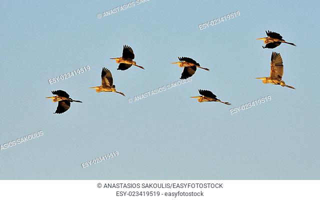 Flock of Purple Herons - Ardea purpurea during migration, Crete