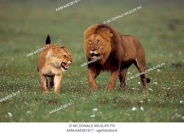 Male Lion following Lioness (Panthera leo) Masai Mara GR, Kenya