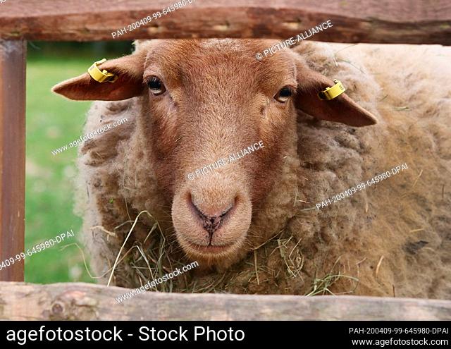 19 March 2020, Berlin: A Coburg fox sheep peers through a wooden fence. Photo: Wolfram Steinberg/dpa. - Berlin/Berlin/Germany