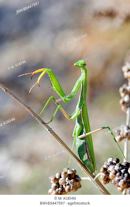 European preying mantis (Mantis religiosa), at a stem, side view, Croatia