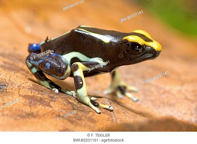 dyeing poison-arrow frog, Dyeing poison frog, dyeing dart frog, poison dart frog (Dendrobates tinctorius alanis), morphe Alanis sitting on a dry leaf