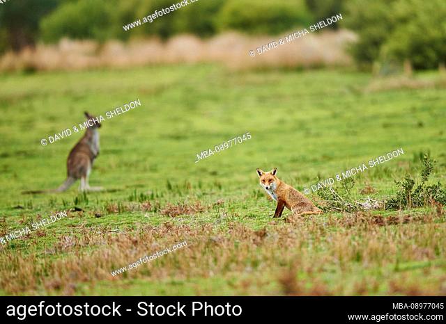 Red Fox (Vulpes vulpes) and Eastern Gray Giant Kangaroo (Macropus giganteus), Meadow, Wilsons Promontory National Park, Victoria, Australia, Oceania