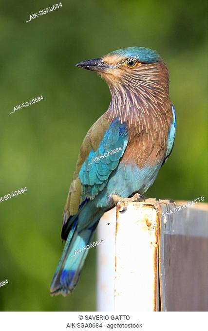 Indian Roller (Coracias benghalensis), Standing on a post, Qurayyat, Muscat Governorate, Oman