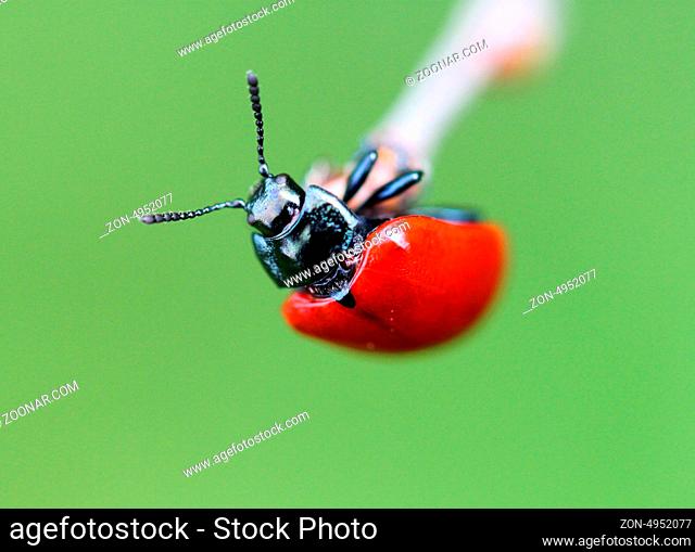 Artificial ladybird on artificial grass