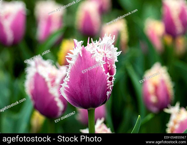 Fringed tulips blooming in a garden. Fringed tulips got their name from the distinct frayed edge on their petals