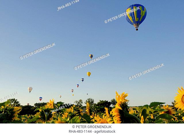 Hot air ballooning over fields of sunflowers in the early morning, Charente, France, Europe