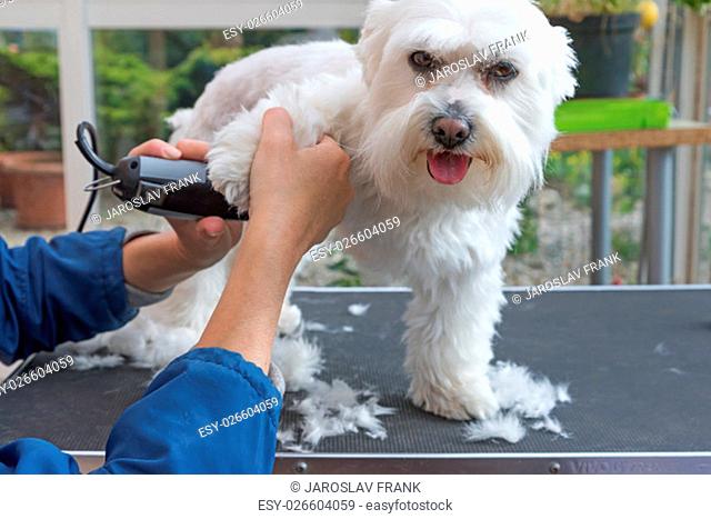 Grooming the forefeet of white Maltese dog by electric razor. Dog is standing on the grooming table