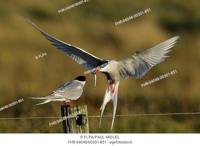 Arctic Tern (Sterna paradisea) adult pair, courtship feeding, male in flight, giving fish to female standing on fencepost during food pass, Reykjanes, Iceland