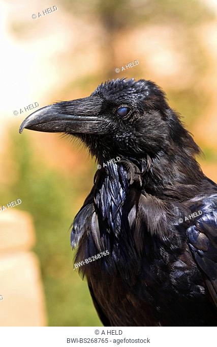 common raven Corvus corax, closing its eye, nictitating membrane, USA, Utah, Bryce Canyon National Park, Colorado Plateau
