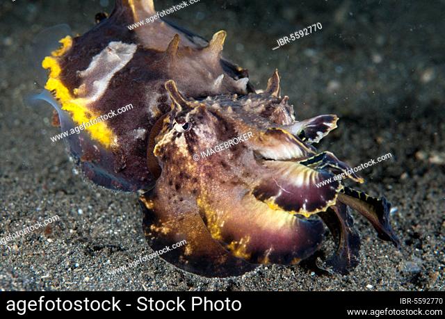 Prachtsepia, Pfeffer's Prachtsepia, Flamboyant Cuttlefish (Metasepia pfefferi), Prachtsepias, Pfeffer's Prachtsepias, Flamboyant Cuttlefish, Other Animals
