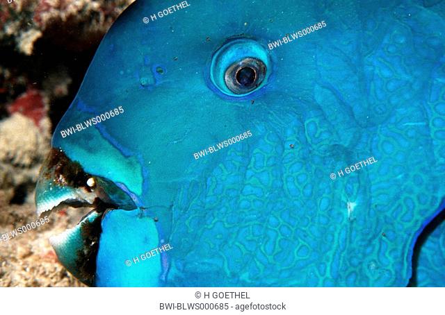 parrotfish Scarus strongylocephalus