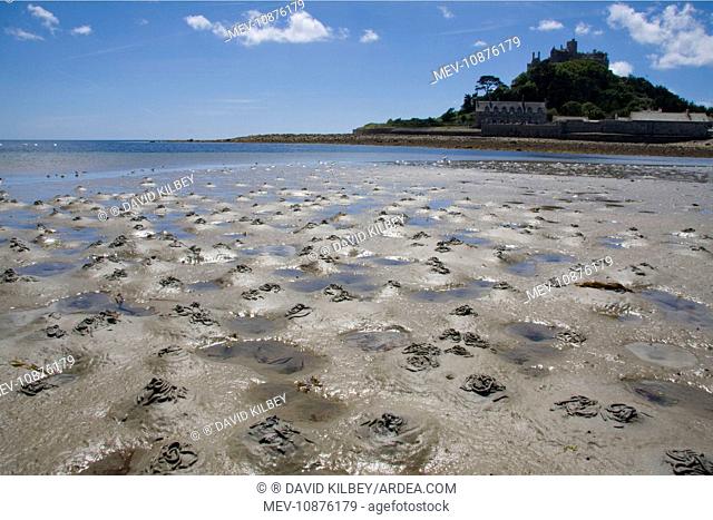 Lugworm casts - photographed at low tide with St Michael's Mount in the background (Arenicola marina). Cornwall, England