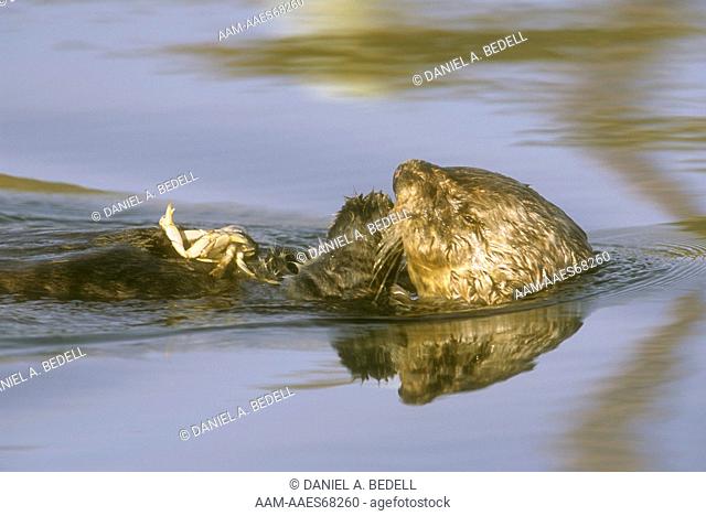 Sea Otter eating Tanner Crab (Enhydra lutris), Homer, AK