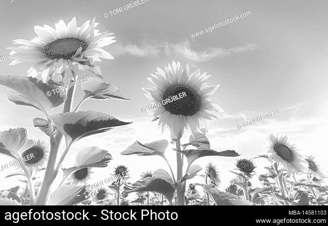 Sunflower field, b/w