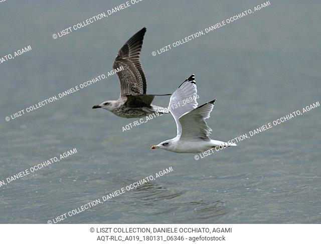 Yellow-legged Gull flying, Yellow-legged Gull, Larus michahellis