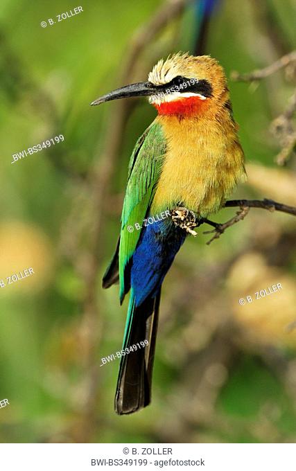 white-fronted bee eater (Merops bullockoides), on a twig, Botswana, Chobe National Park