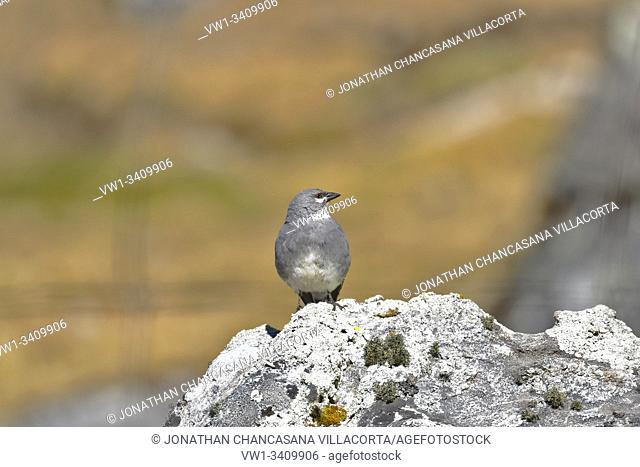 White-winged diuca-finch (Diuca speculifera) perched on a rock in its natural environment