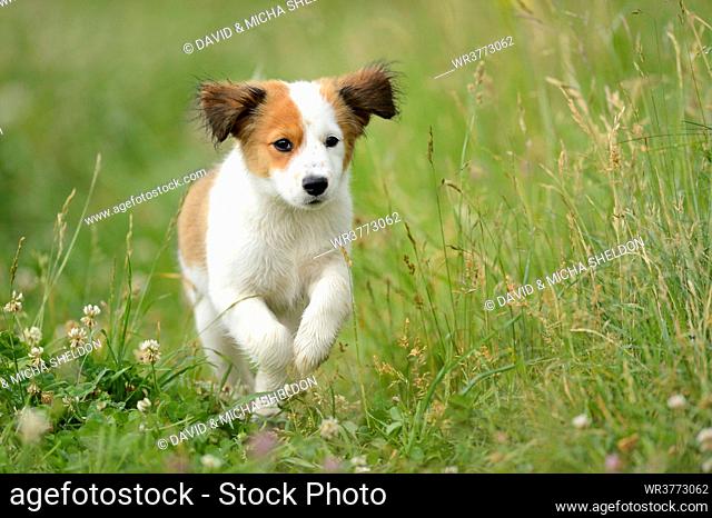 Kooikerhondje dog puppy running on a meadow