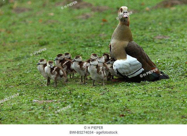 Egyptian goose Alopochen aegyptiacus, mother with chicks in a meadow, Germany