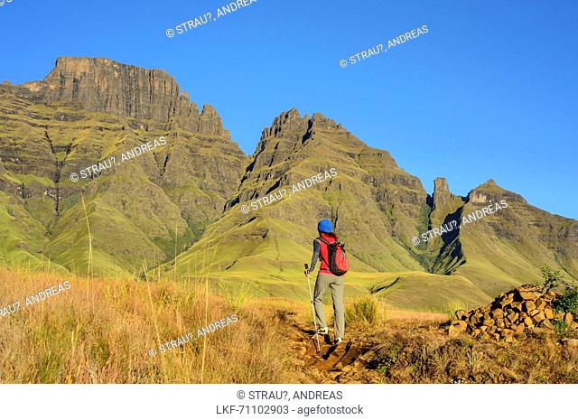 Woman hiking towards Cathkin Peak and Sterkhorn, Contour Path, Monks Cowl, Mdedelelo Wilderness Area, Drakensberg, uKhahlamba-Drakensberg Park