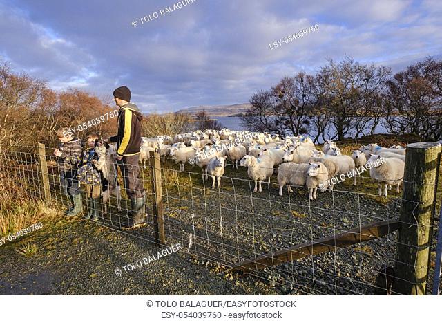 pastor y sus hijos junto a un rebaño de ovejas, Skinidin, Loch Erghallan, isla de Skye, Highlands, Escocia, Reino Unido