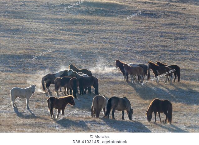 Asie, Mongolie, Est de la Mongolie, Steppe, groupe de chevaux dans la steppe / Asia, Mongolia, East Mongolia, group of horses in the steppe
