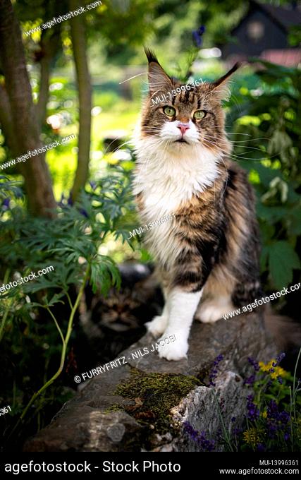 tabby white maine coon cat portrait outdoors in the back yard