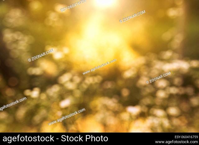Blurred chamomile or camomile flowers on the yellow sunset in sun rays. High quality photo