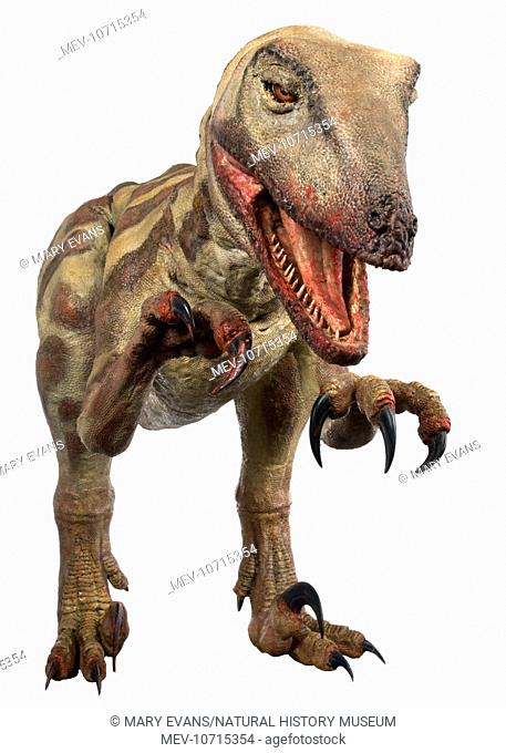 An animatronic model of the dinosaur Velociraptor created by Kokoro for the Natural History Museum
