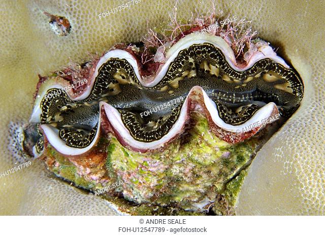 Small Giant Clam Tridacna maxima surrounded by lobe coral, Porites lutea, Namu atoll, Marshall Islands N. Pacific